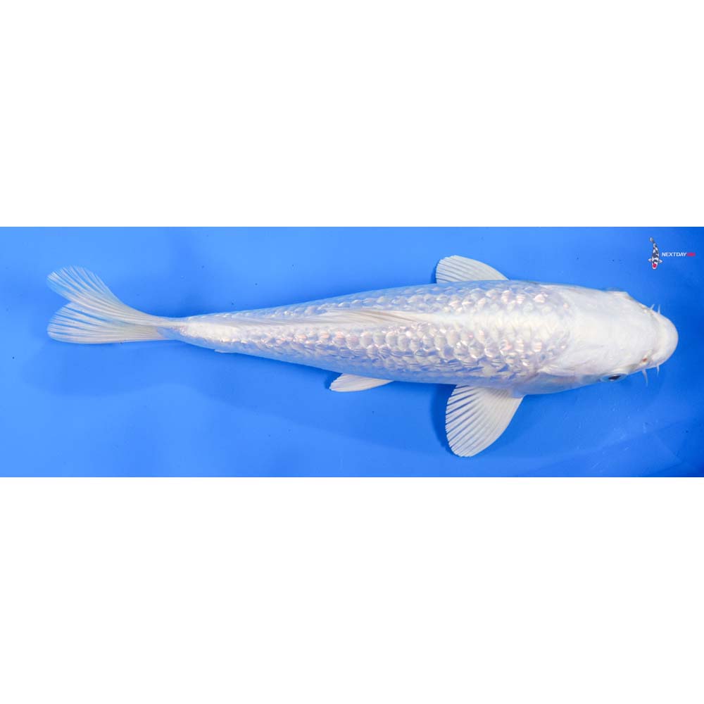 9” Imported Gin Rin Platinum Ogon