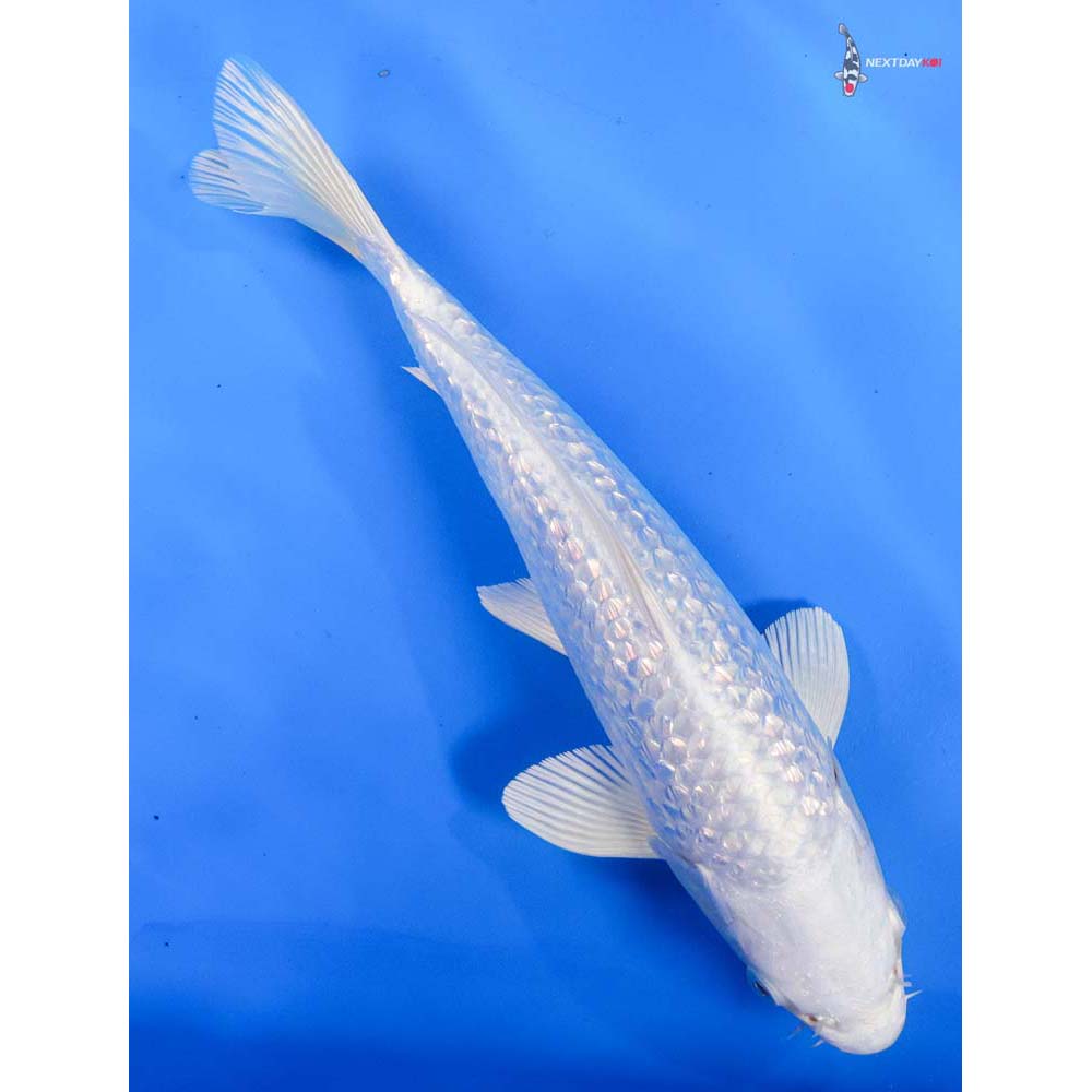 9” Imported Gin Rin Platinum Ogon