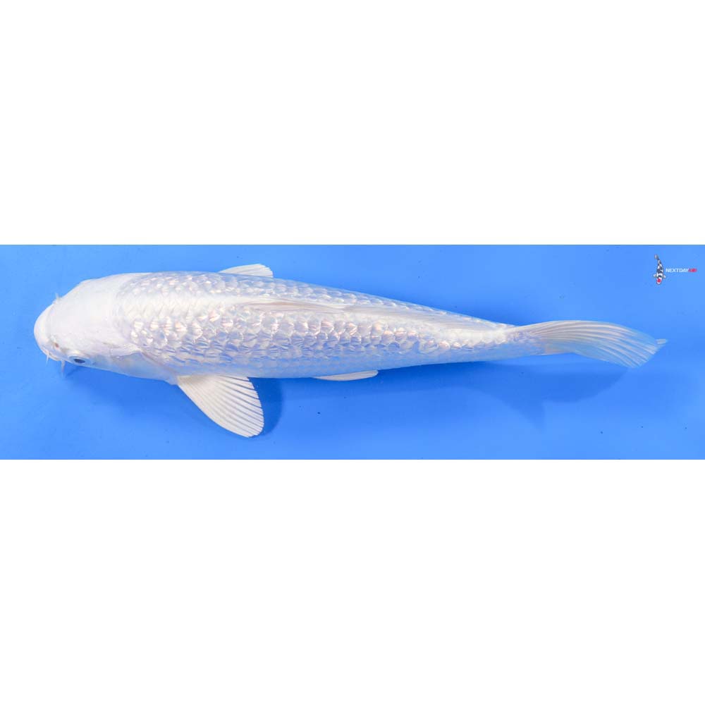 9” Imported Gin Rin Platinum Ogon