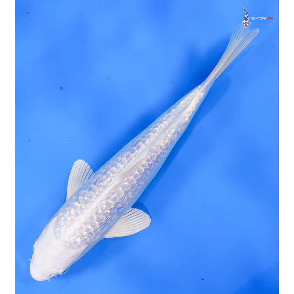 9” Imported Gin Rin Platinum Ogon