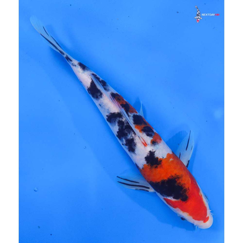 9.5” Imported Sanke