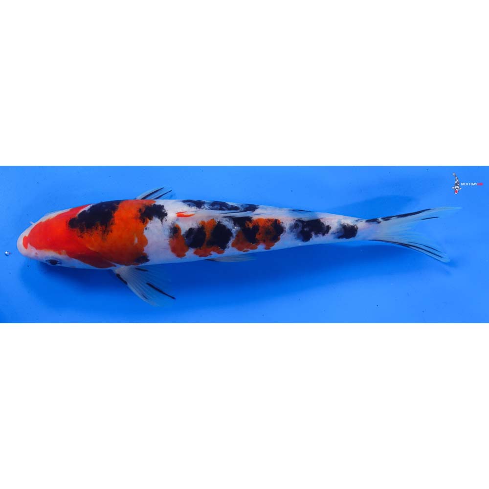 9.5” Imported Sanke
