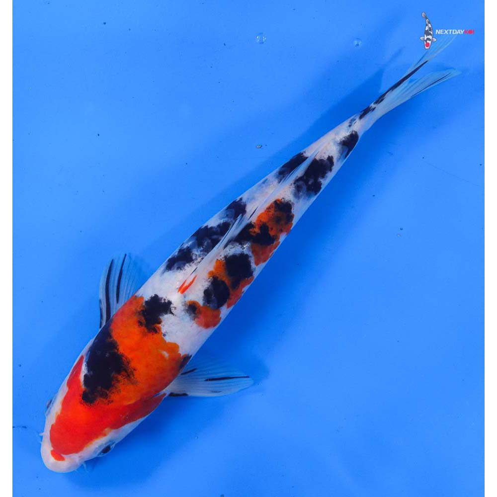 9.5” Imported Sanke