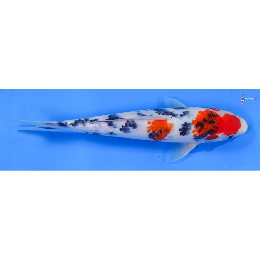 10” Imported Sanke