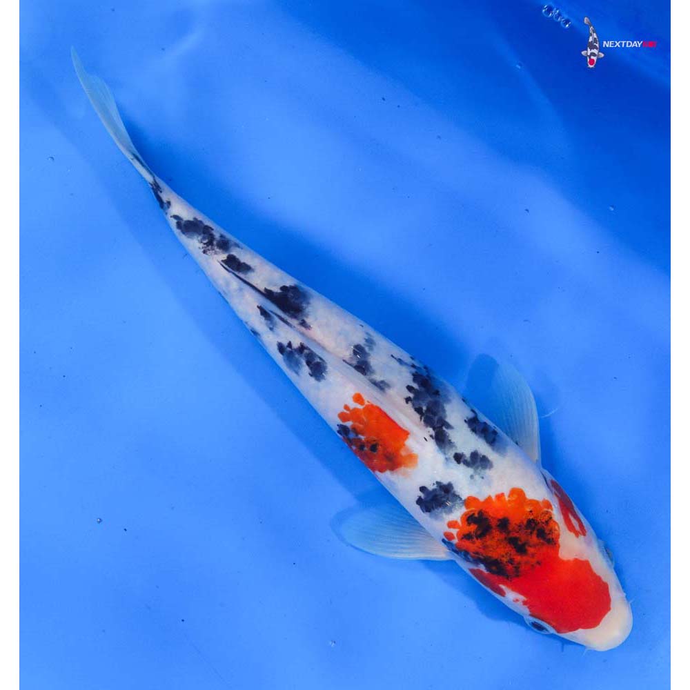10” Imported Sanke