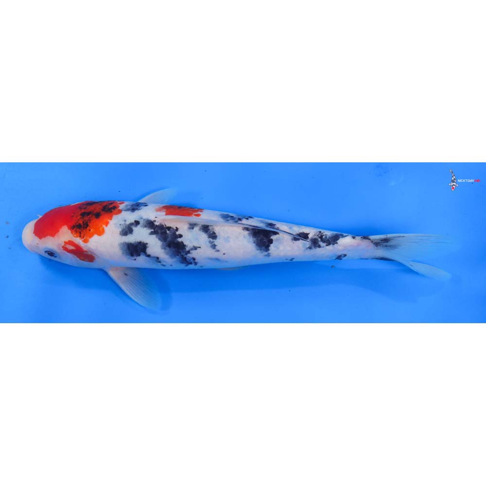 10” Imported Sanke