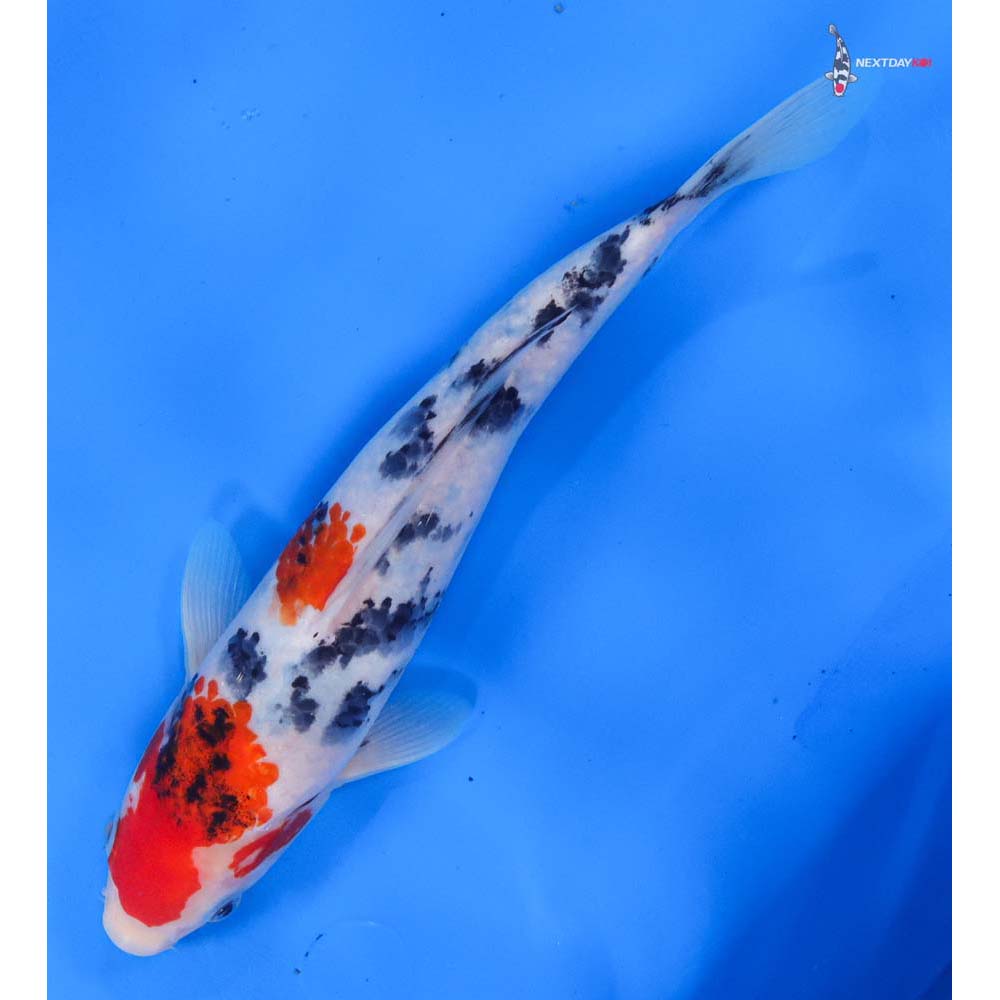 10” Imported Sanke