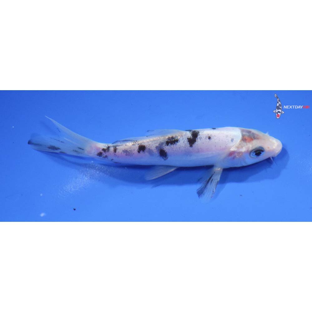 4” Imported Shiro Bekko
