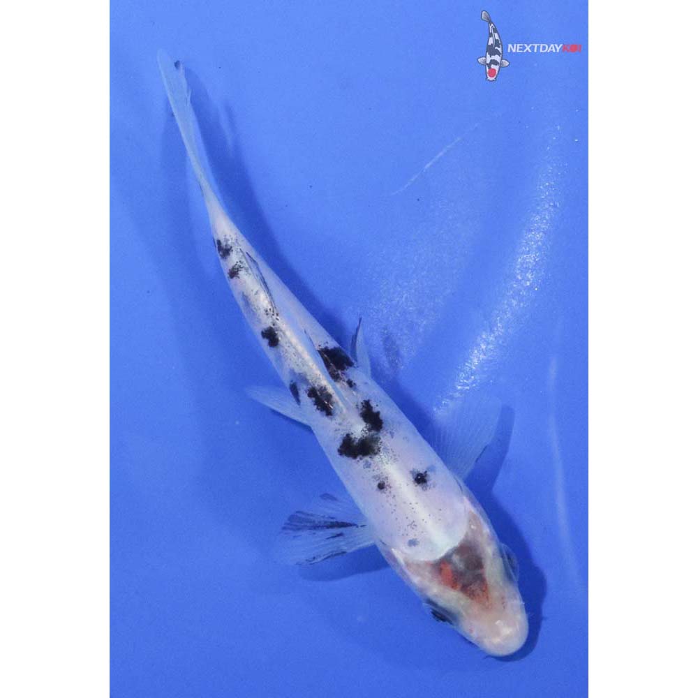 4” Imported Shiro Bekko