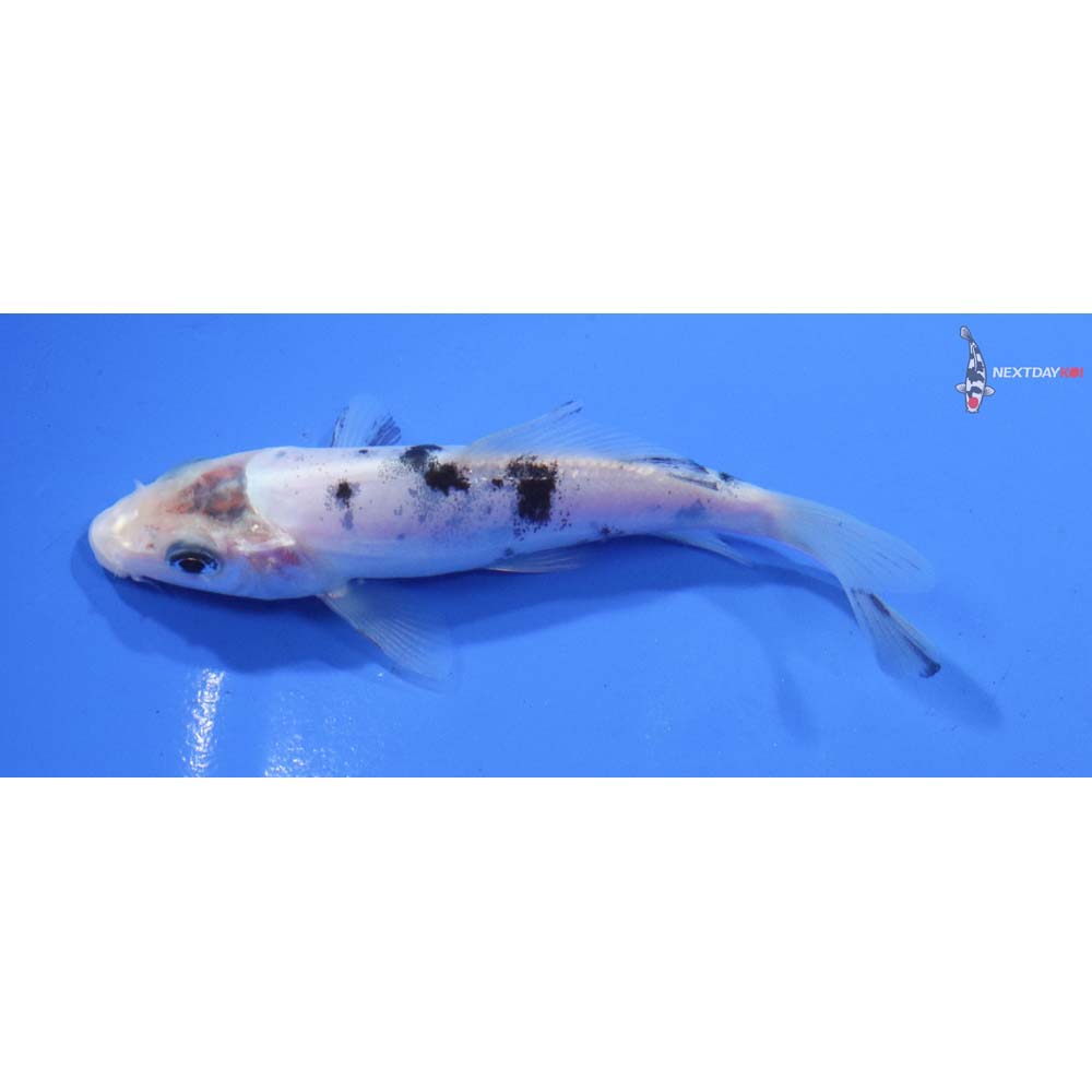 4” Imported Shiro Bekko