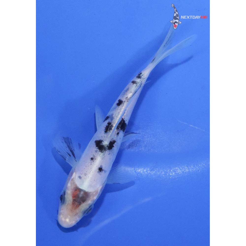4” Imported Shiro Bekko