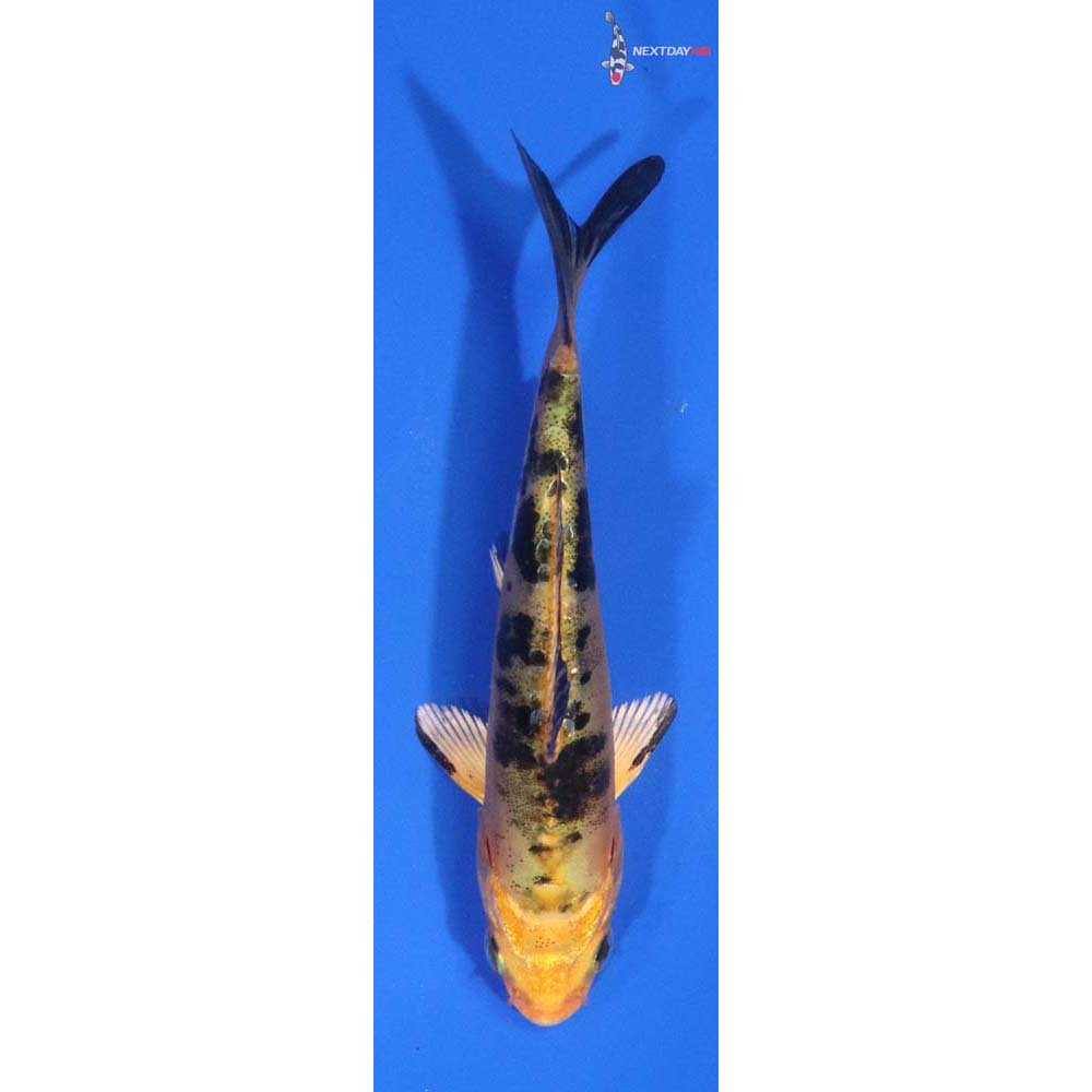4.5” Imported Doitsu Kin Ki Bekko