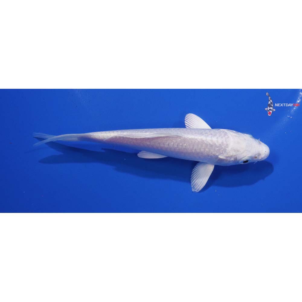 5” Imported Platinum Ogon