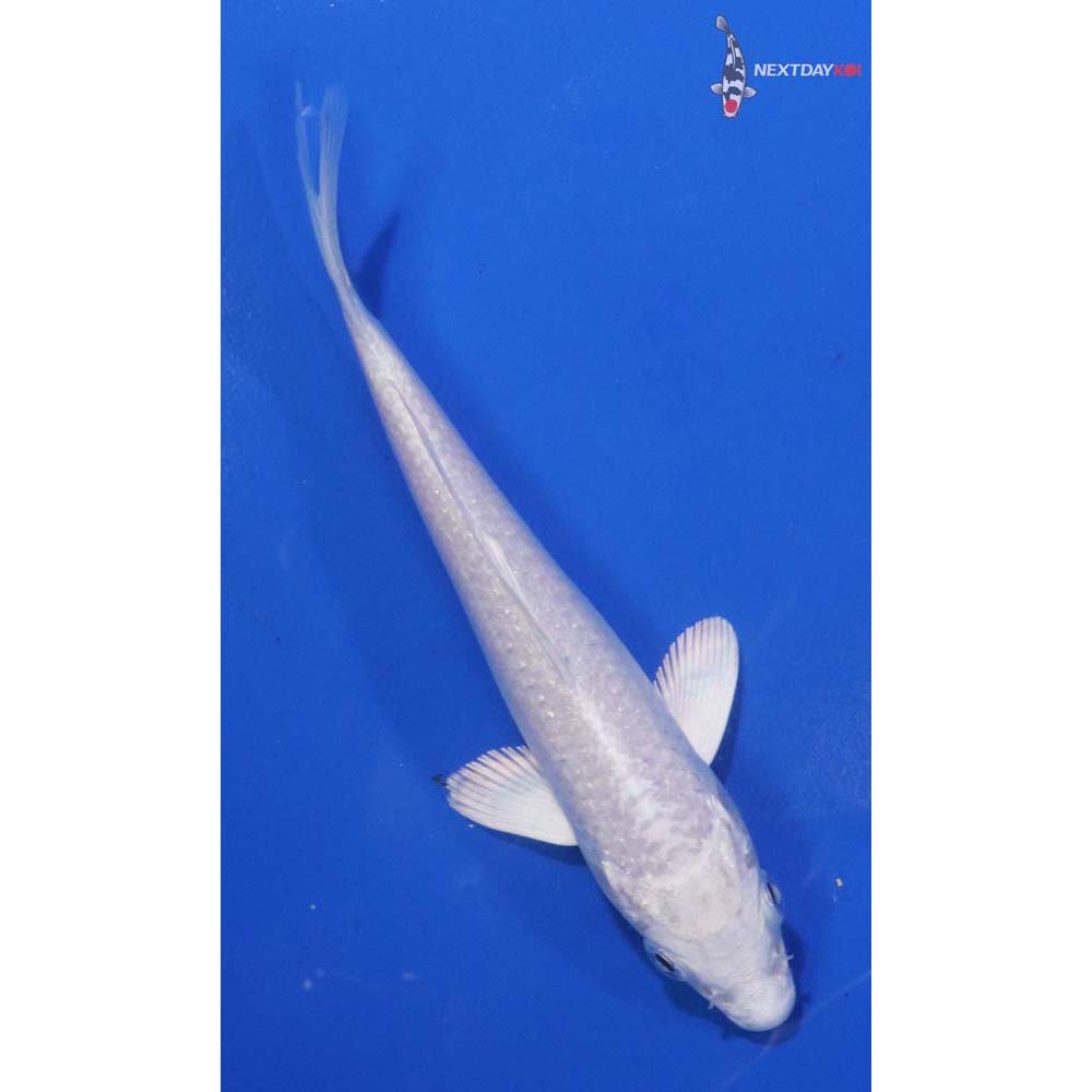 5” Imported Platinum Ogon