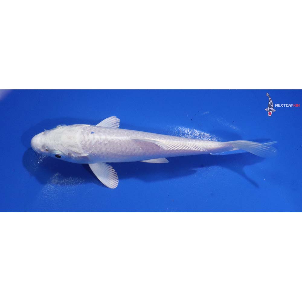 5” Imported Platinum Ogon