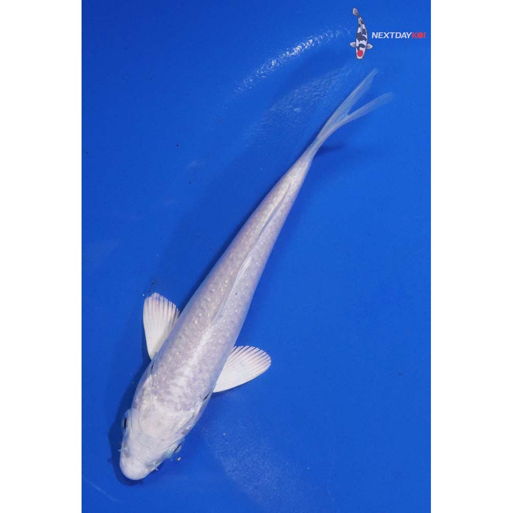 5” Imported Platinum Ogon