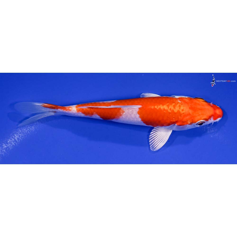 5” Imported Hariwake