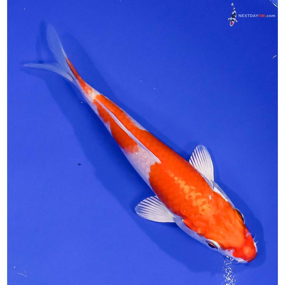 5” Imported Hariwake