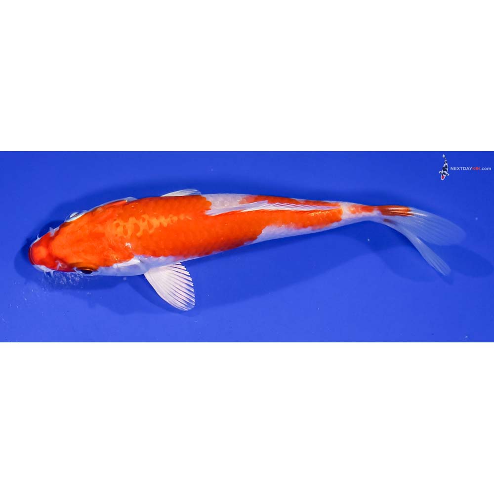 5” Imported Hariwake