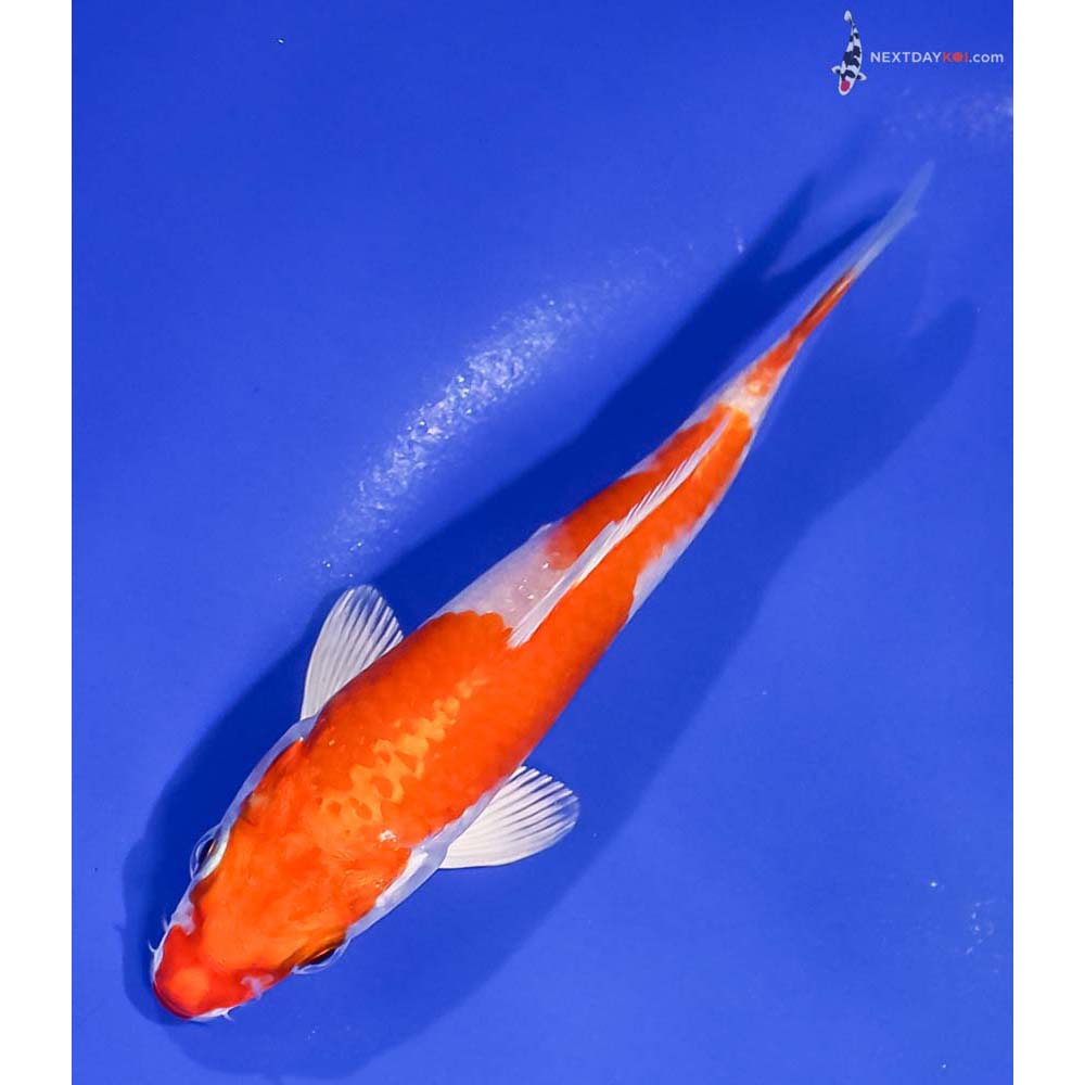 5” Imported Hariwake