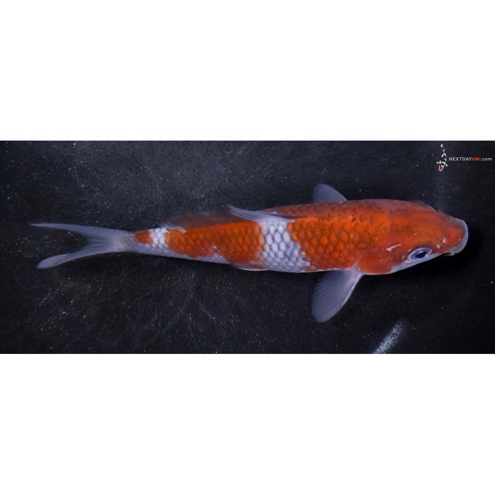 5” Imported Ochiba Shigure