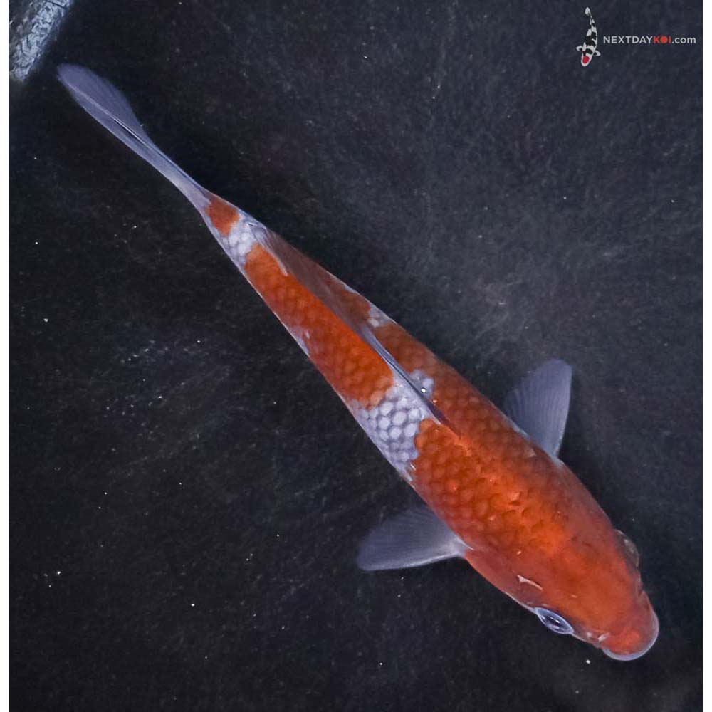 5” Imported Ochiba Shigure