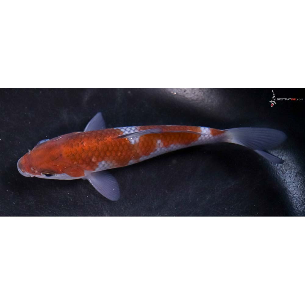 5” Imported Ochiba Shigure