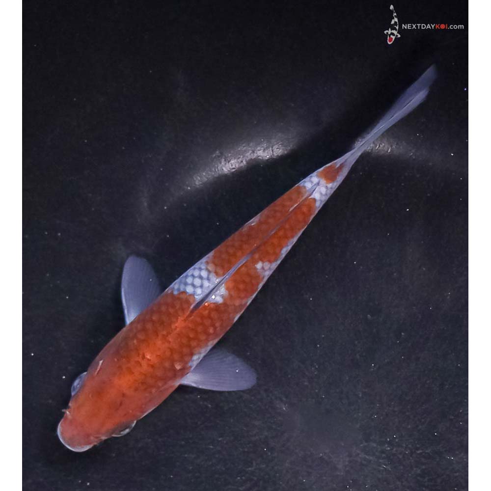 5” Imported Ochiba Shigure