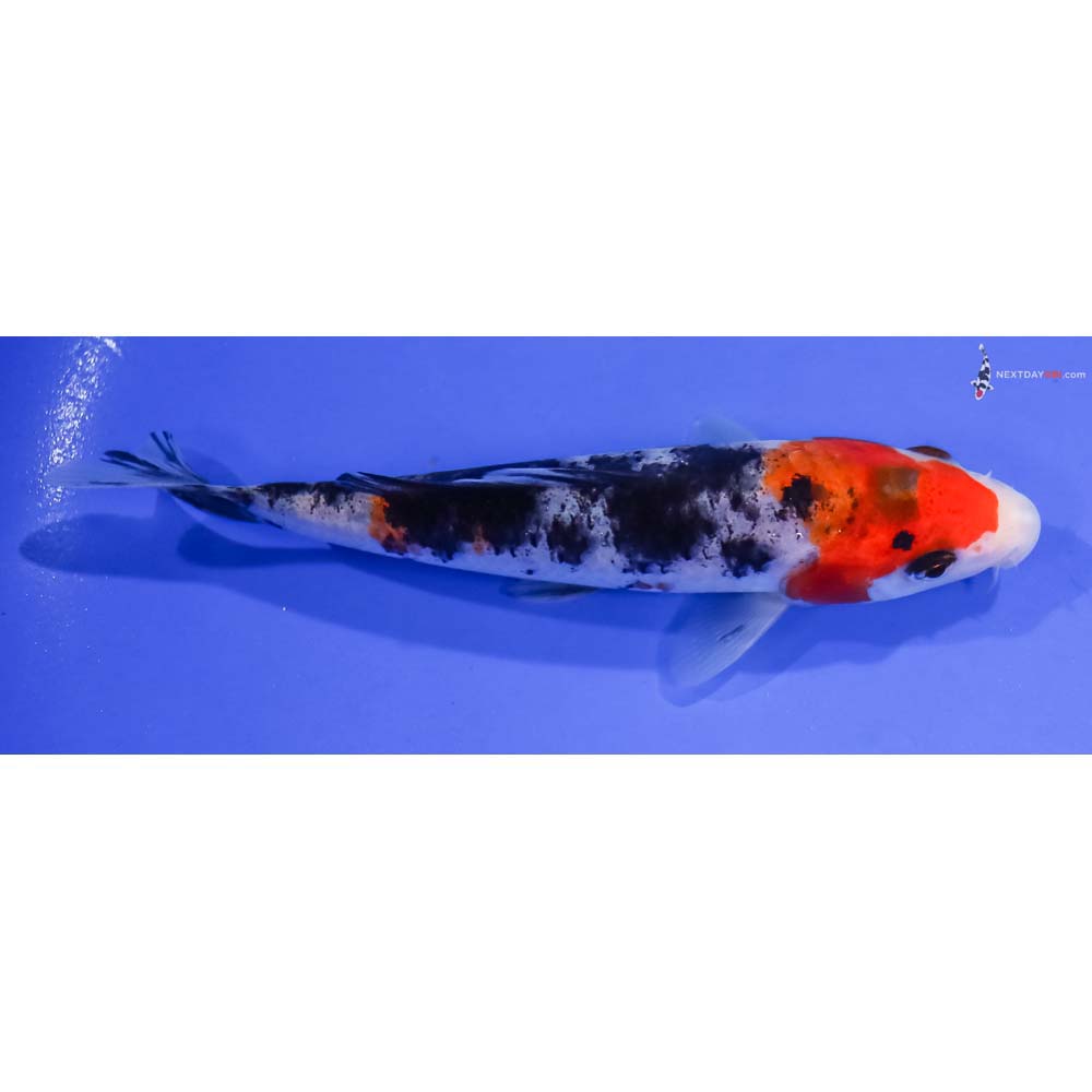 5.5” Imported Sanke
