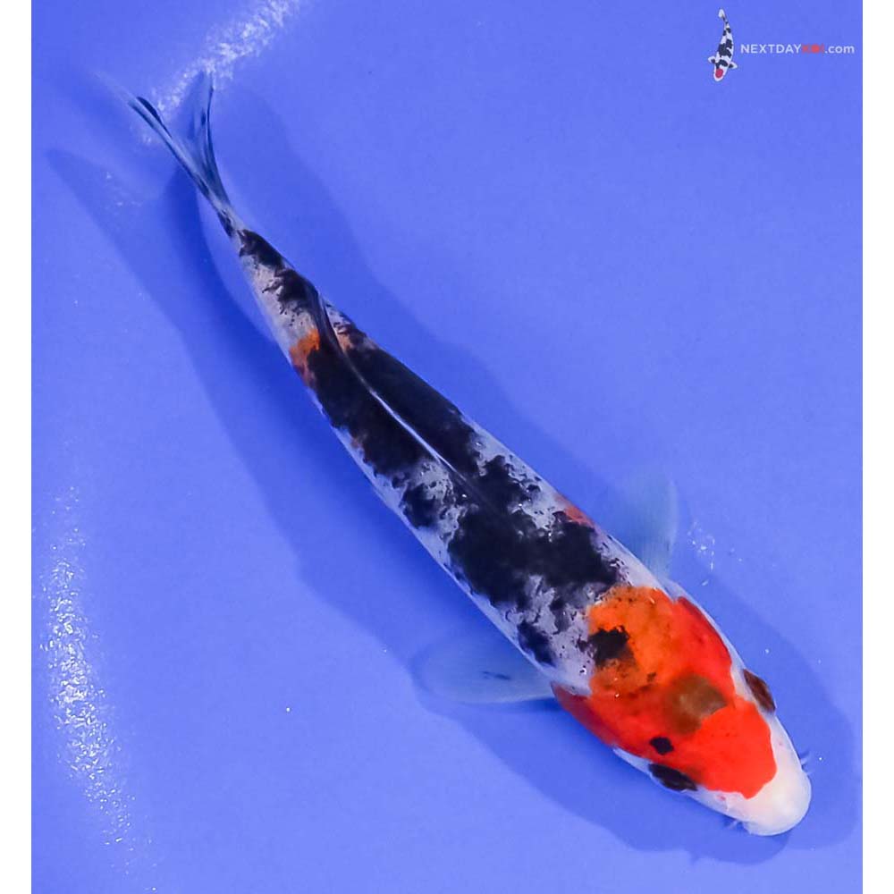 5.5” Imported Sanke