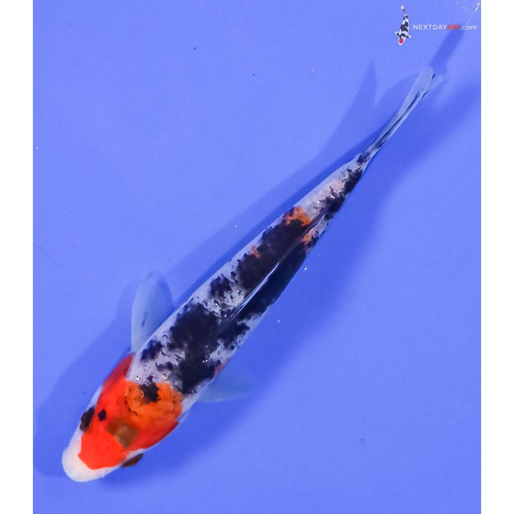 5.5” Imported Sanke