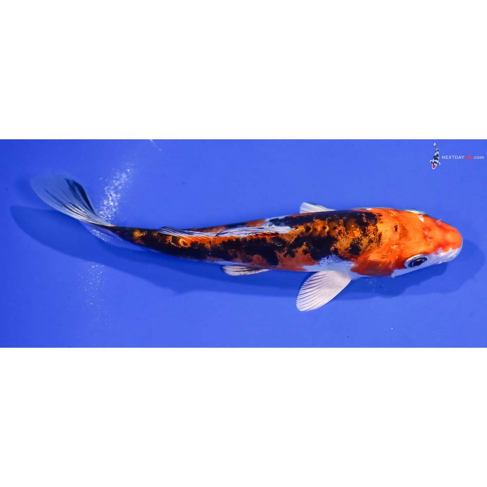 5.5” Imported Heisei Nishiki