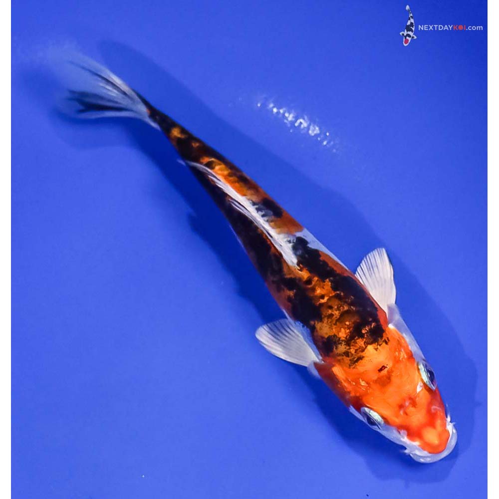 5.5” Imported Heisei Nishiki