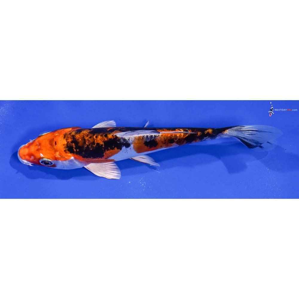 5.5” Imported Heisei Nishiki