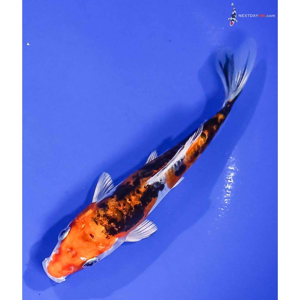 5.5” Imported Heisei Nishiki