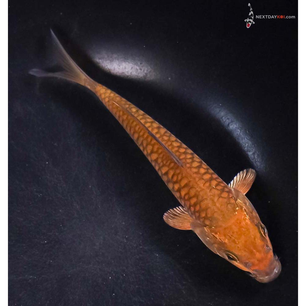 6” Imported Armor Scaled Chagoi
