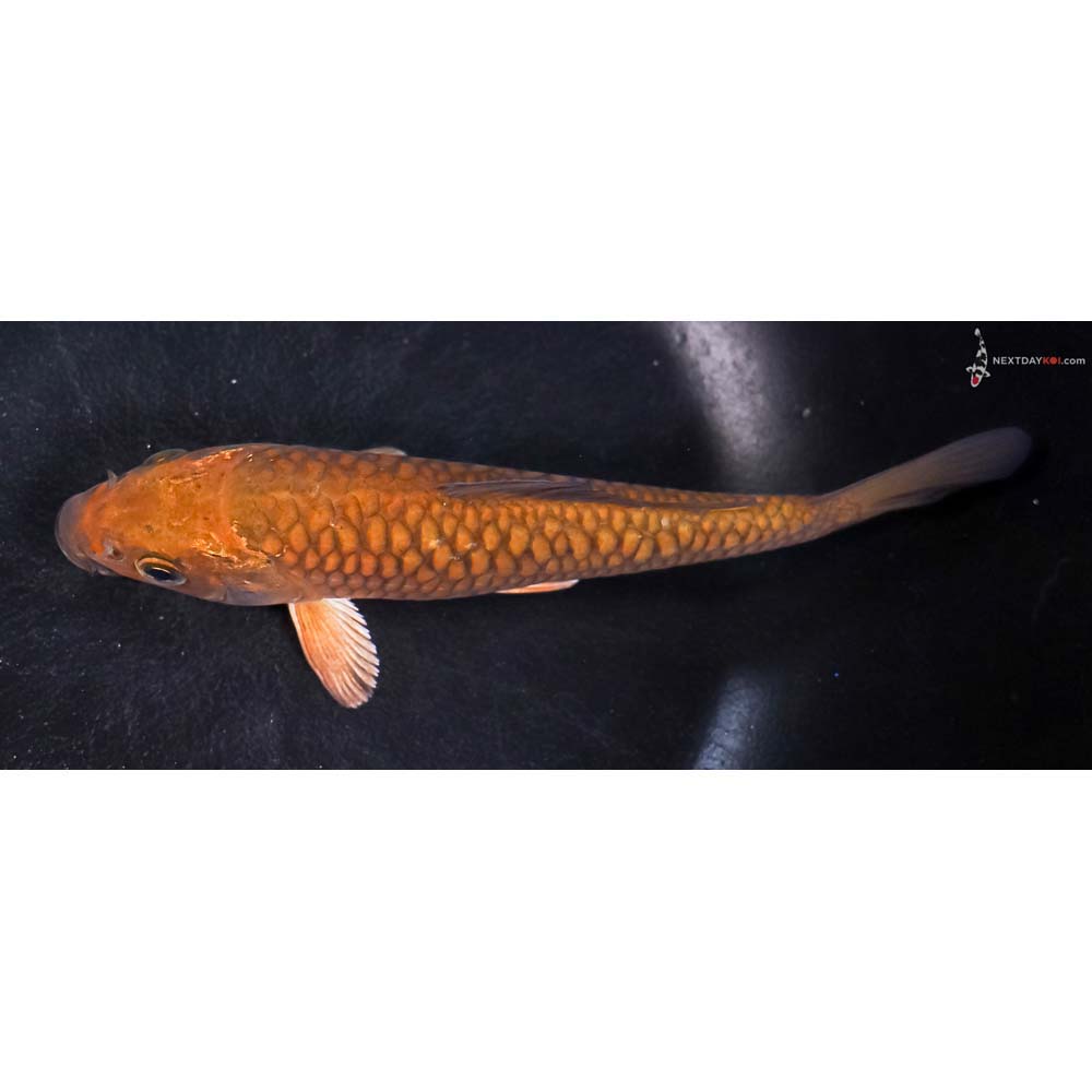 6” Imported Armor Scaled Chagoi