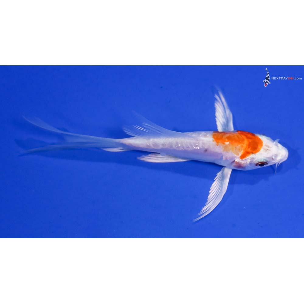 4” Imported Kikusui Butterfly Koi