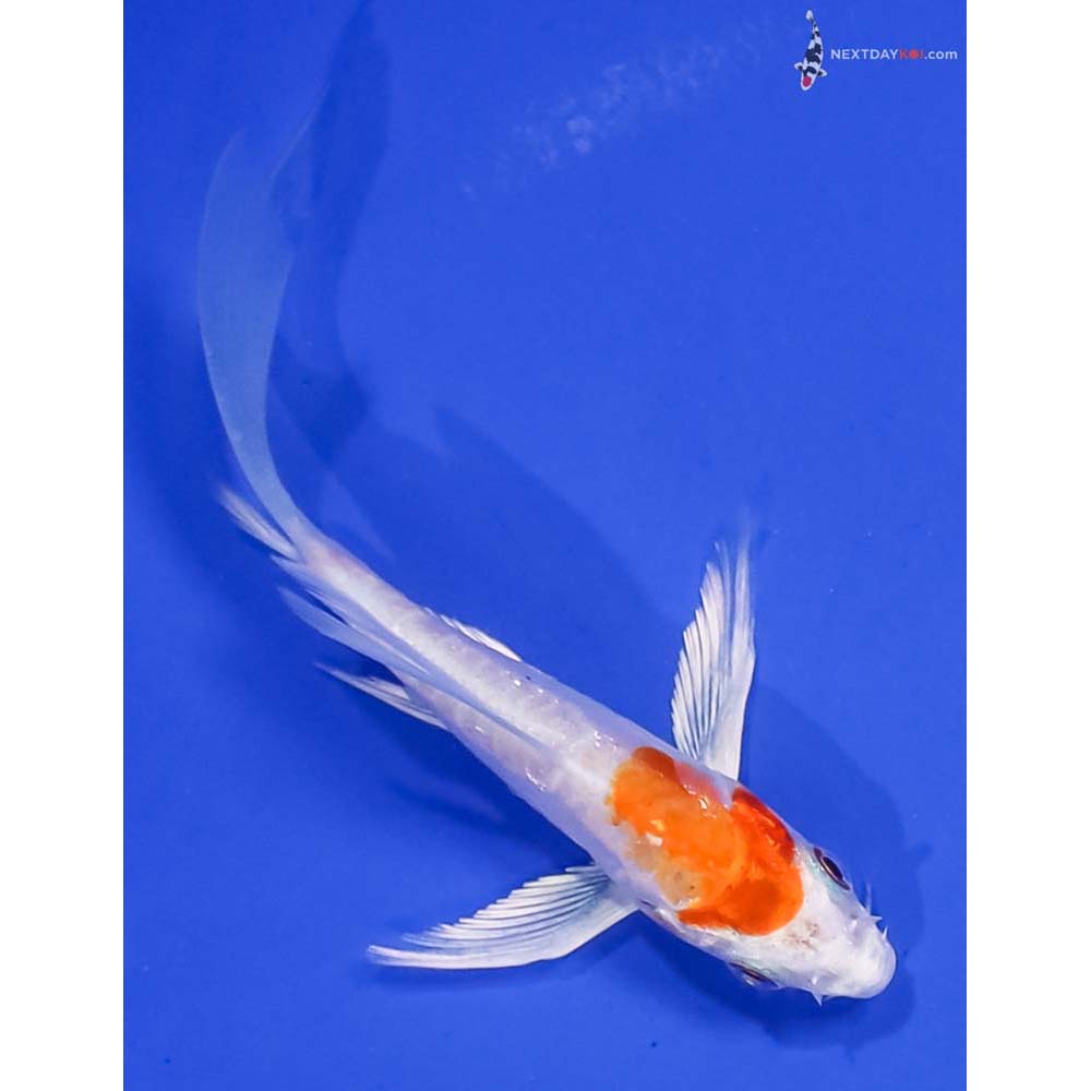 4” Imported Kikusui Butterfly Koi