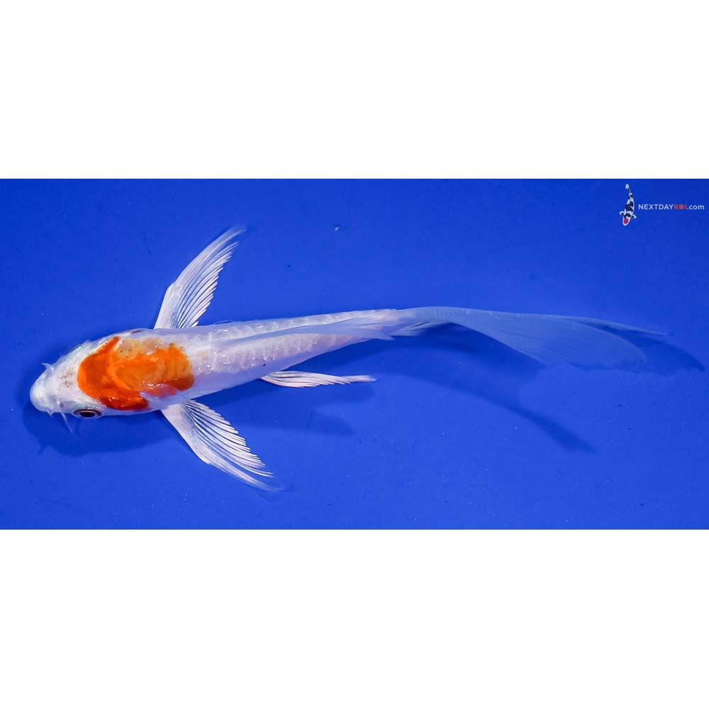4” Imported Kikusui Butterfly Koi