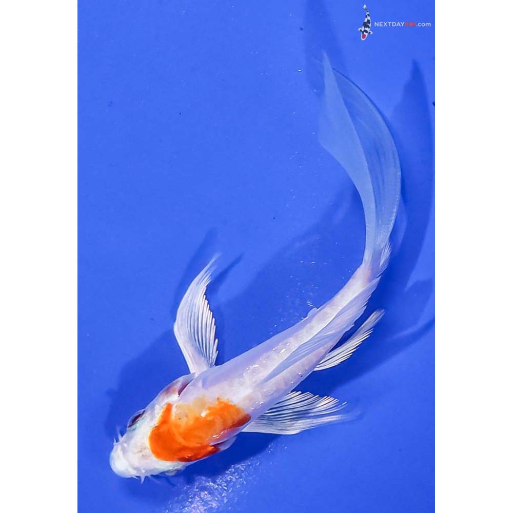 4” Imported Kikusui Butterfly Koi