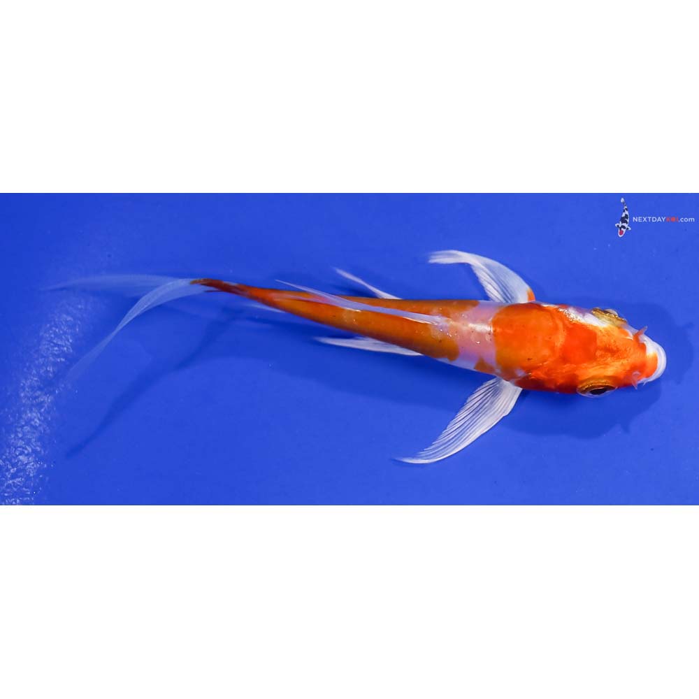 4” Imported Kikusui Butterfly Koi