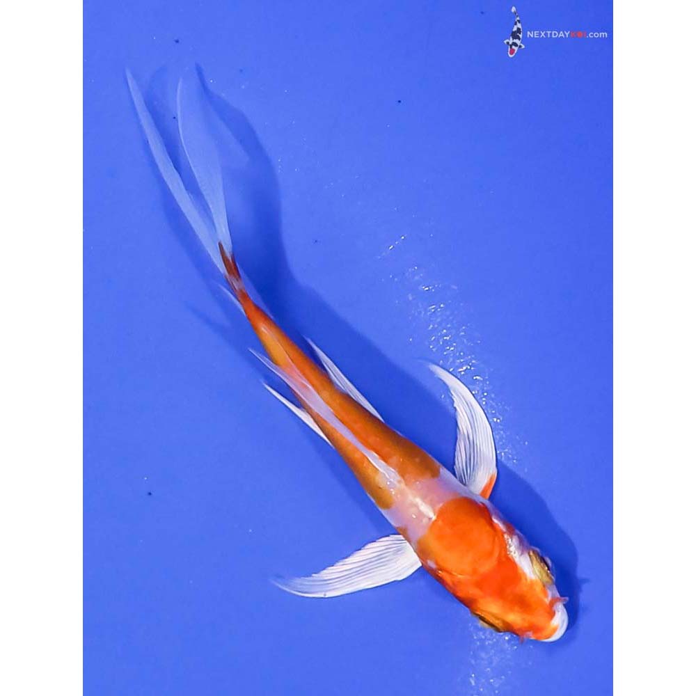 4” Imported Kikusui Butterfly Koi