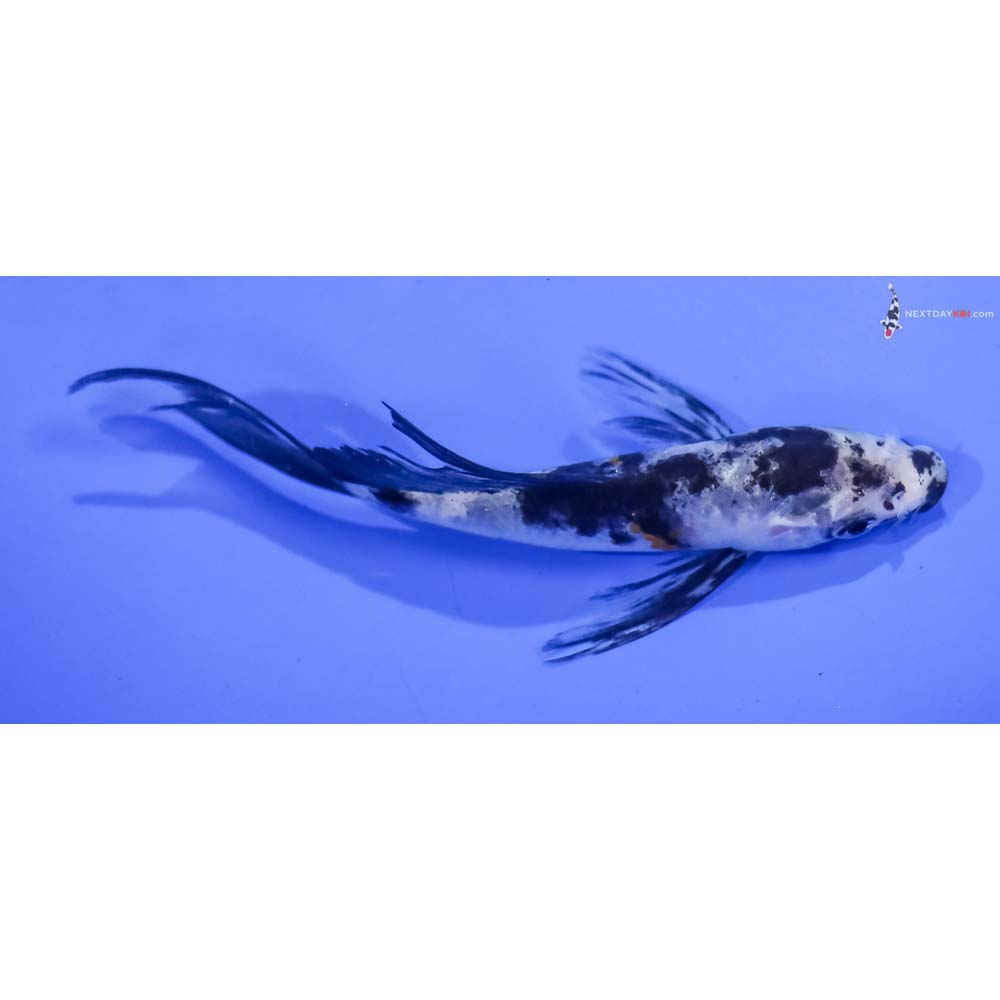 4.5” Imported Sanke Butterfly Koi