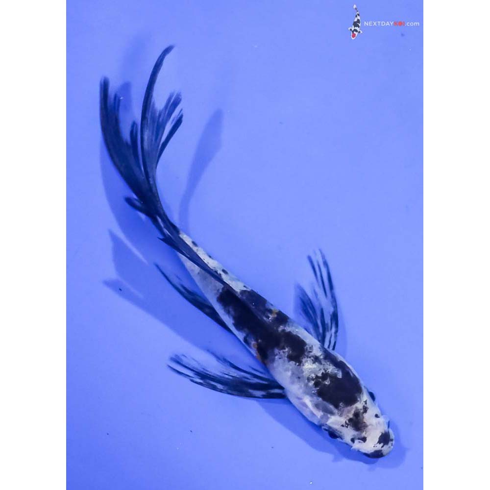4.5” Imported Sanke Butterfly Koi