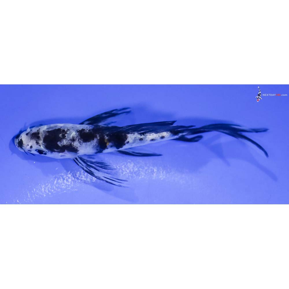 4.5” Imported Sanke Butterfly Koi