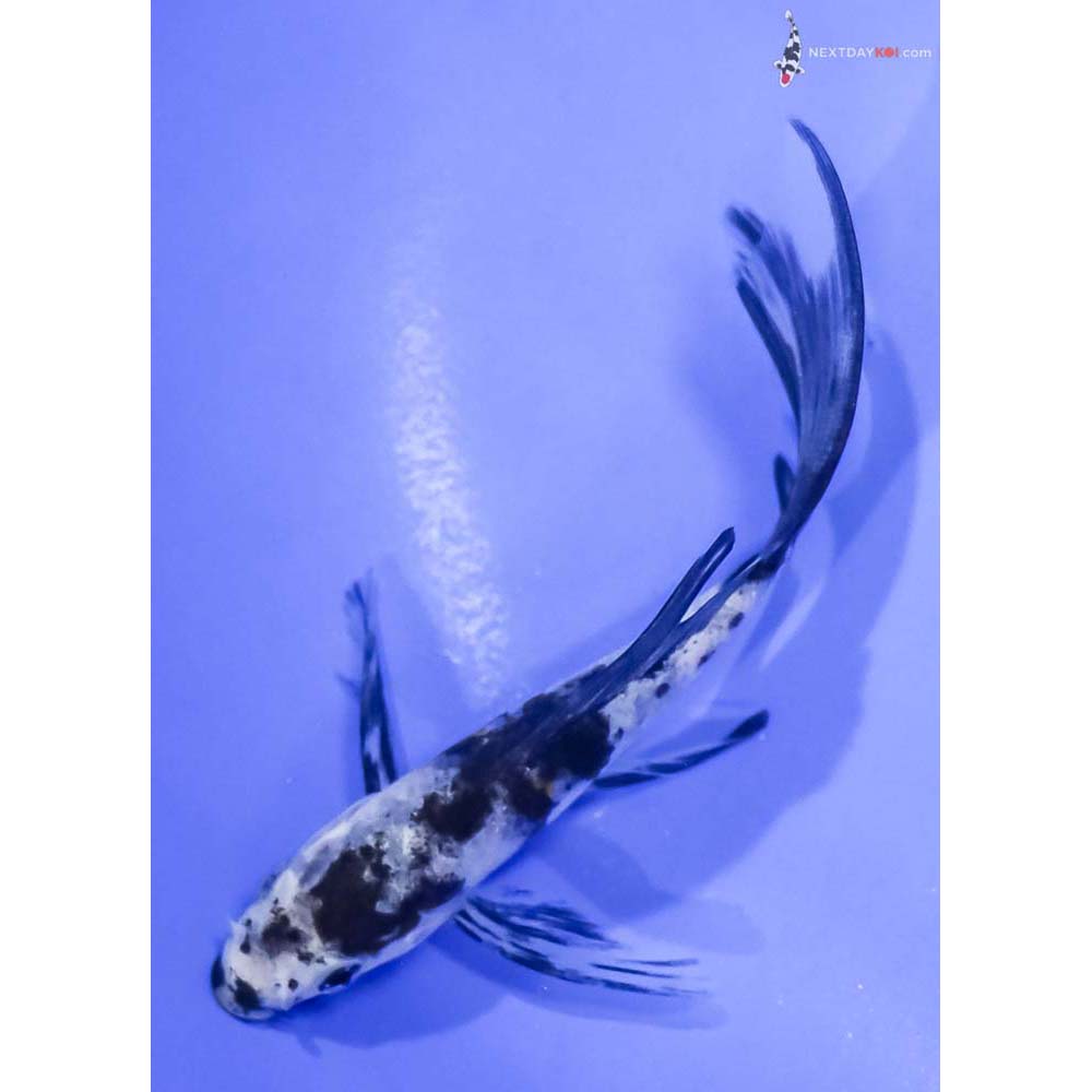 4.5” Imported Sanke Butterfly Koi