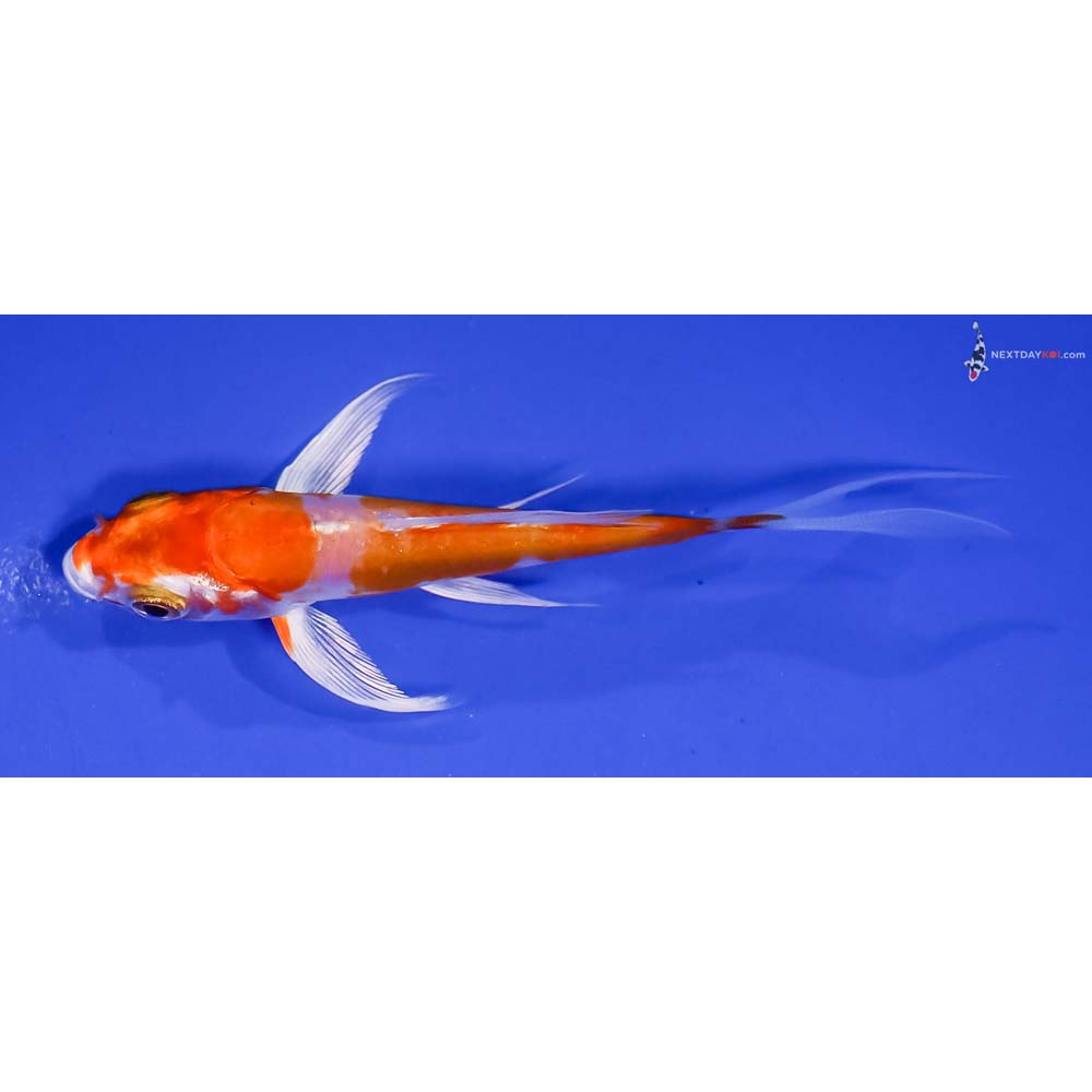 4” Imported Kikusui Butterfly Koi