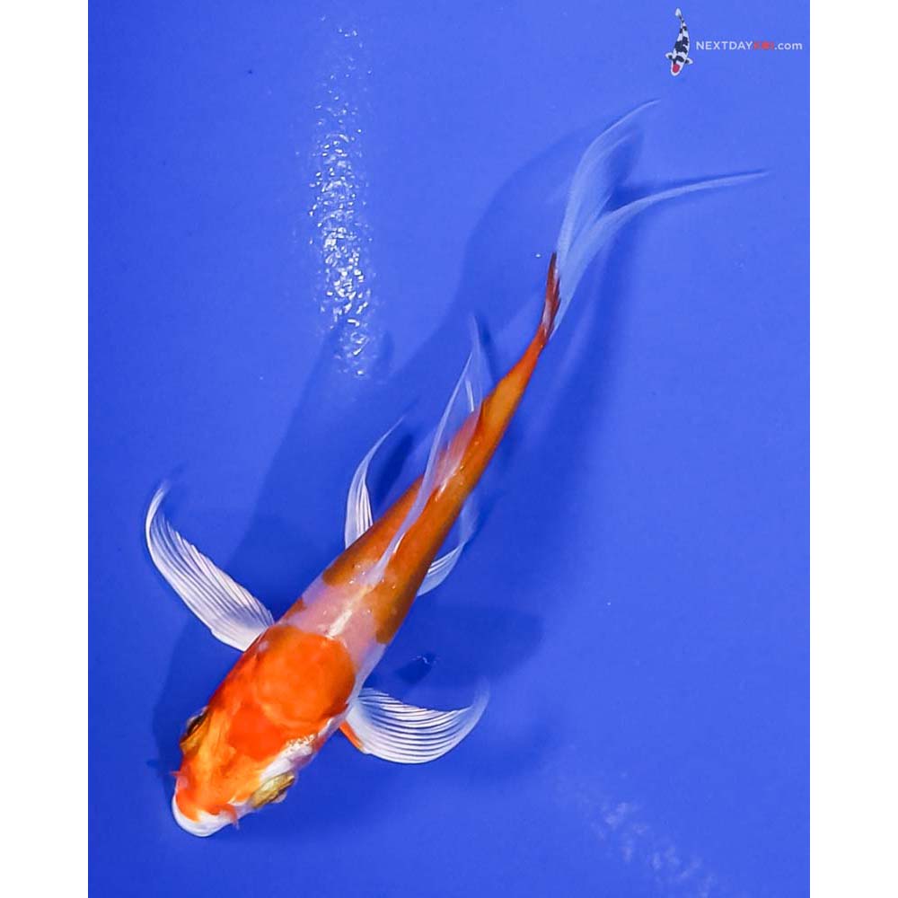 4” Imported Kikusui Butterfly Koi