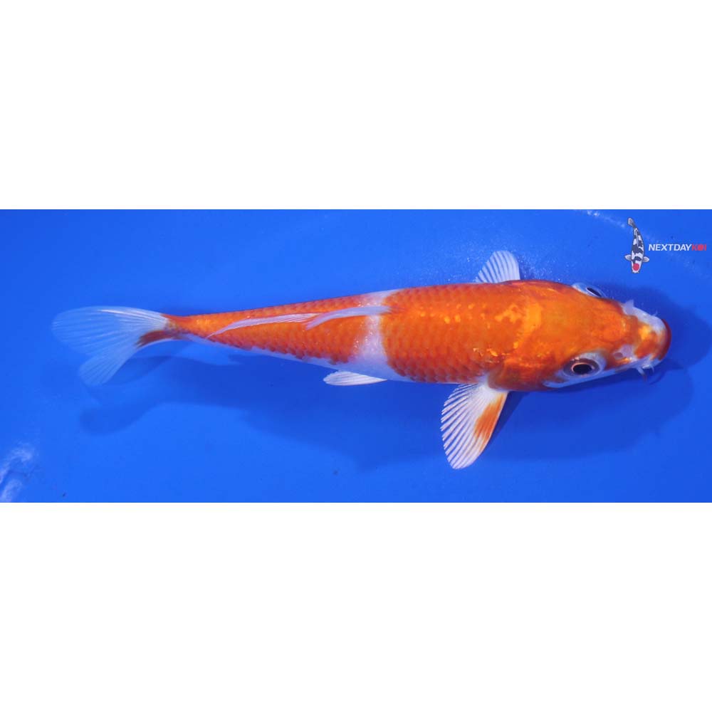4.5” Imported Hariwake